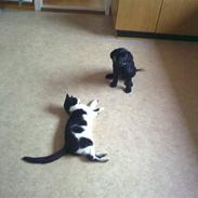 Labrador retriever Dunice