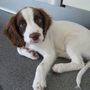 Field Trial spaniel Smilla