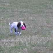 Field Trial spaniel Smilla