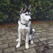 Siberian husky Marquis