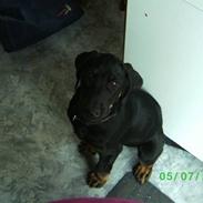 Blanding af racer Pondus