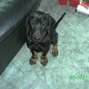 Blanding af racer Pondus