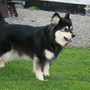 Finsk lapphund Finda Beana