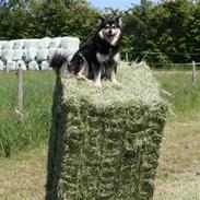 Finsk lapphund Finda Beana