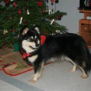 Finsk lapphund Finda Beana