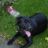 Blanding af racer Gokke