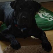 Blanding af racer Gokke