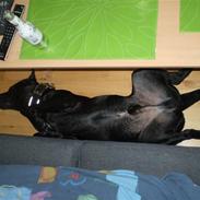 Blanding af racer Gokke