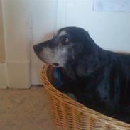 Labrador retriever Zita (Formel 1)R.I.P