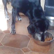 Labrador retriever Zita (Formel 1)R.I.P