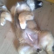 Blanding af racer Mille