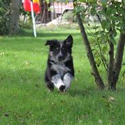 Border collie kep Guldenland