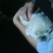 Pekingeser Mattie