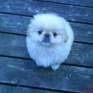 Pekingeser Mattie