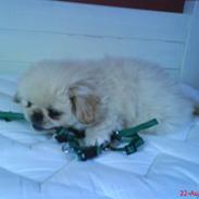 Pekingeser Mattie