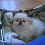 Pekingeser Mattie