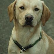 Labrador retriever Anton