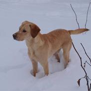 Labrador retriever Anton