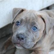 Amerikansk staffordshire terrier Raja