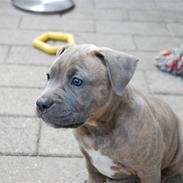 Amerikansk staffordshire terrier Raja