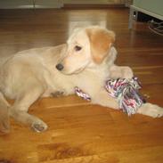 Blanding af racer Lulu