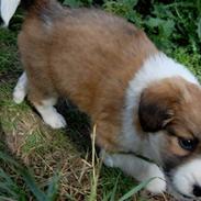 Blanding af racer Bailey