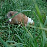 Blanding af racer Bailey