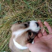 Blanding af racer Bailey