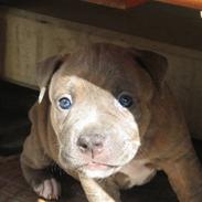 Amerikansk staffordshire terrier Raja