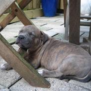 Amerikansk staffordshire terrier Raja