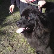 Newfoundlænder Freja