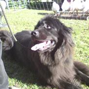 Newfoundlænder Freja