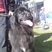 Newfoundlænder Freja