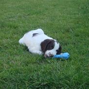 Engelsk springer spaniel Floras Fagus