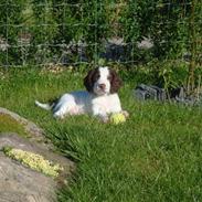 Engelsk springer spaniel Floras Fagus