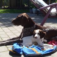 Engelsk springer spaniel Floras Fagus