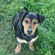 Blanding af racer Pongo