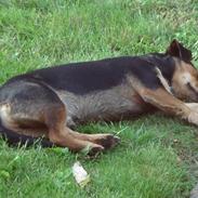 Blanding af racer Pongo