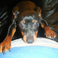 Prazsky krysarik Dudi