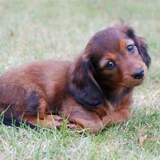 Miniature gravhund Nikki