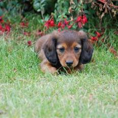 Miniature gravhund Nikki