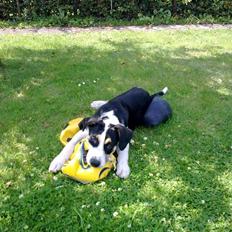 Blanding af racer Arthur