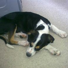 Blanding af racer Arthur