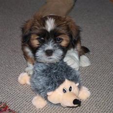 Lhasa apso Fabricius Konrad