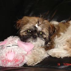 Shih tzu malu