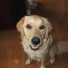 Labrador retriever Daddy