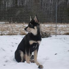 Finsk hyrdehund Bierdni