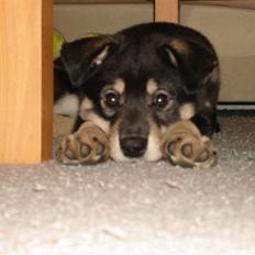 Finsk hyrdehund Bierdni