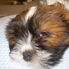 Lhasa apso Fabricius Konrad