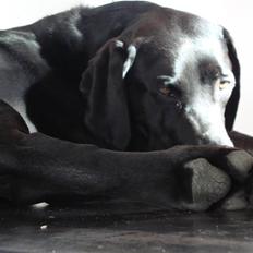 Blanding af racer Tyson